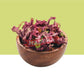 Natural Dried Indian Hibiscus Flower