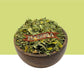 Moringa Leaf Dried