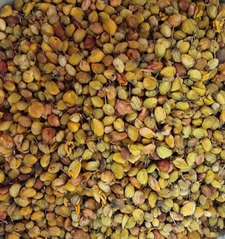 Avarampoo Buds